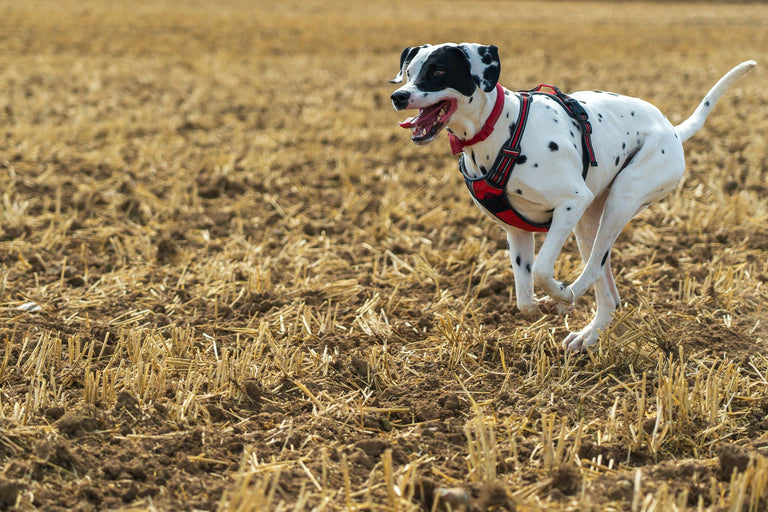 How Much Exercise Does Your Dog Need? A Complete Guide