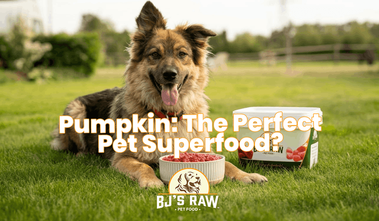 Why Pumpkin and Food Variety Can Be Good for Your Pet