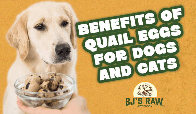 Benefits of Quail Eggs for Dogs and Cats: A Raw Superfood Guide