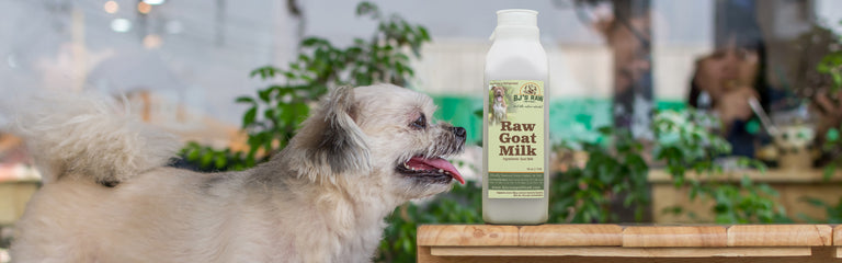Healthy Grass-Fed, Raw Goat Milk for Your Dogs