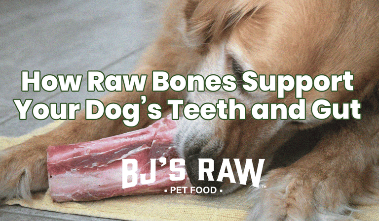 Why Raw Bones Are Essential for Your Dog’s Dental and Overall Health