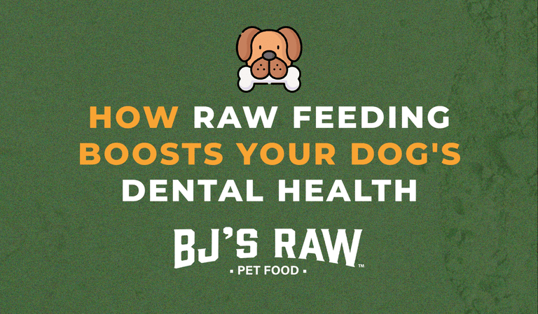 How Raw Feeding Boosts Your Dog's Dental Health