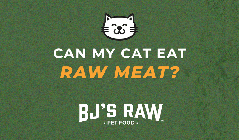Can Cats Eat Raw Meat? Switching Cats to a Raw Pet Food Diet