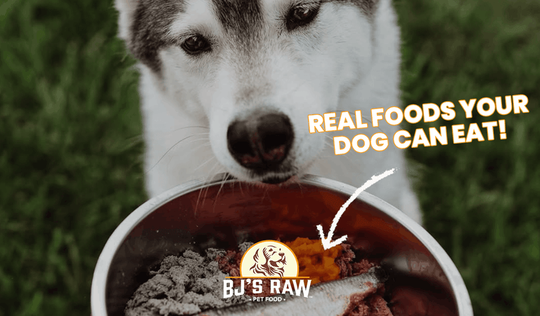 Can Dogs Eat This? 10 Everyday Foods That Can Be Part of a Healthy Diet