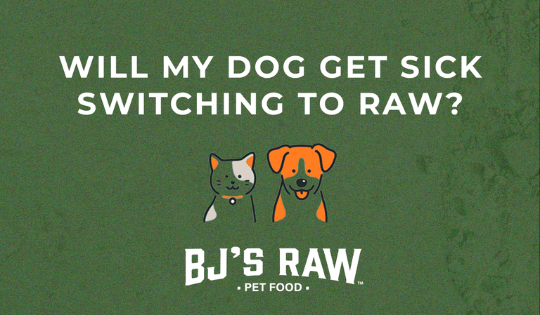 Will My Dog Get Sick Switching to Raw Food?