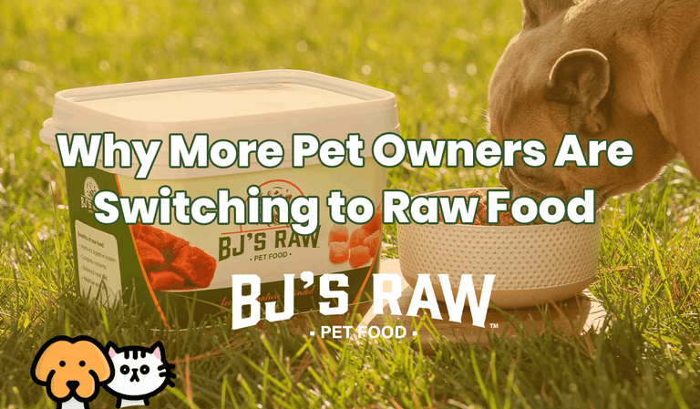 Why More Pet Owners Are  Switching to Raw Food - And Why Your Dog Will Thank You for It