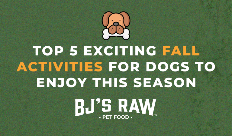 Top 5 Exciting Fall Activities for Dogs to Enjoy This Season!