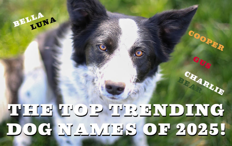 What’s in a name? The Top 10 Dog Names of 2025: Male and Female Trends
