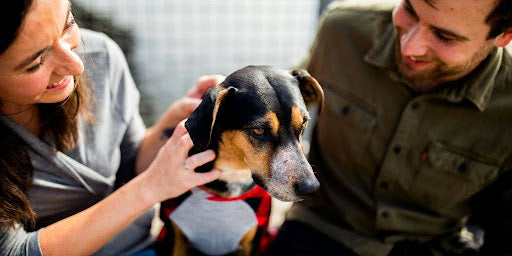 Probiotics for Dogs on Antibiotics: How to Support Gut Recovery