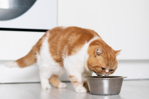Raw Meat for Cats: Is It Safe? Benefits, Risks & How to Feed It Right