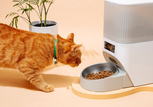 Fresh Food for Cats: Is It Better Than Kibble? Vet-Backed Comparison