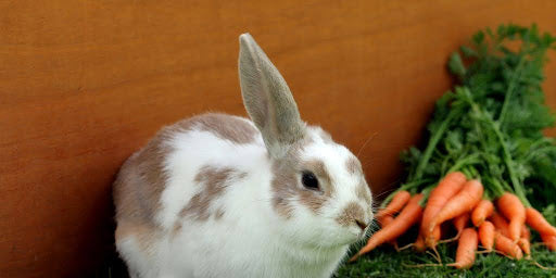 The Ultimate Guide to Rabbit Cat Food: Nutrition, Benefits, and Tips