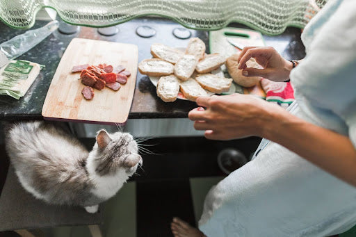 Novel Proteins for Cats: What They Are & Why Vets Recommend Them