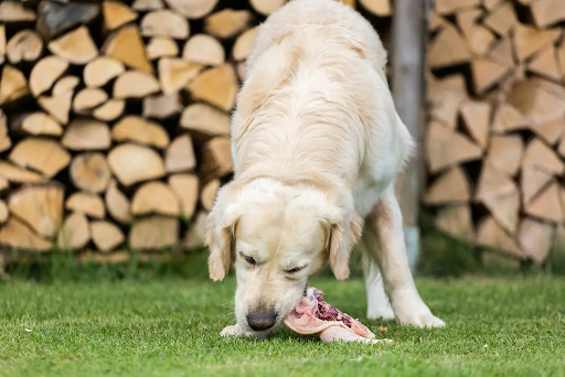 Why Frozen Meat Dog Food is the Game-Changer for Raw Feeding