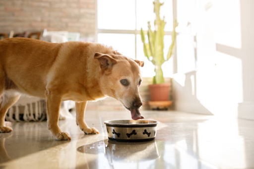 Organic Goat Milk vs. Bone Broth: Which is Better for Your Dog?
