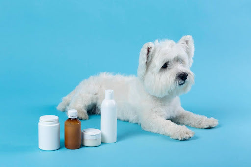 Natural Supplements for Dogs: What Works and What’s Just Hype?