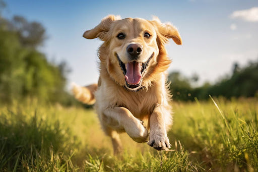 Natural Anti‑Inflammatory Joint Supplements for Dogs: Turmeric, Green‑Lipped Mussel & Beyond