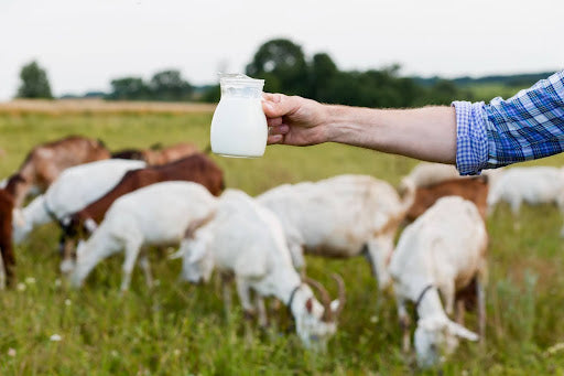 Goat Milk for Cats: Is It Safe? Benefits & How to Serve