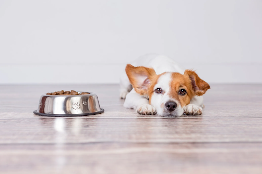Raw Feeding for Small Breeds: What You Need to Know