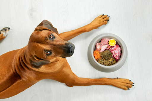 Dogs Eating Raw Food: 7 Common Mistakes & How to Avoid Them