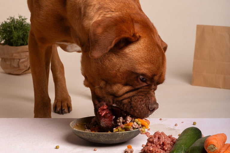 Raw Food Diet for Dogs: Myths and Facts