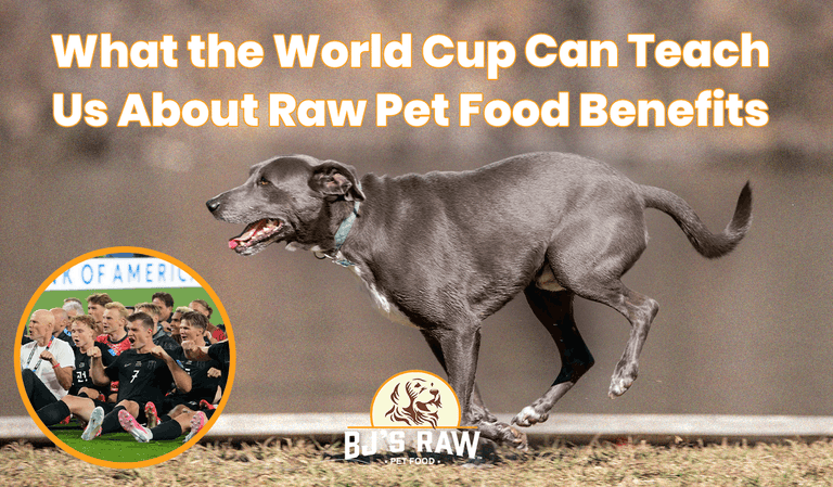 What the World Cup Can Teach Us About Raw Pet Food Benefits