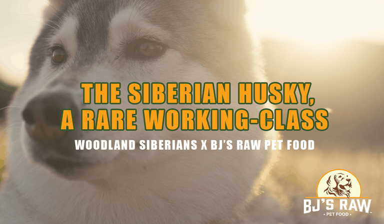 Fueling Working Dogs: Behind the Scenes with Woodland Siberians & BJ’s Raw Pet Food