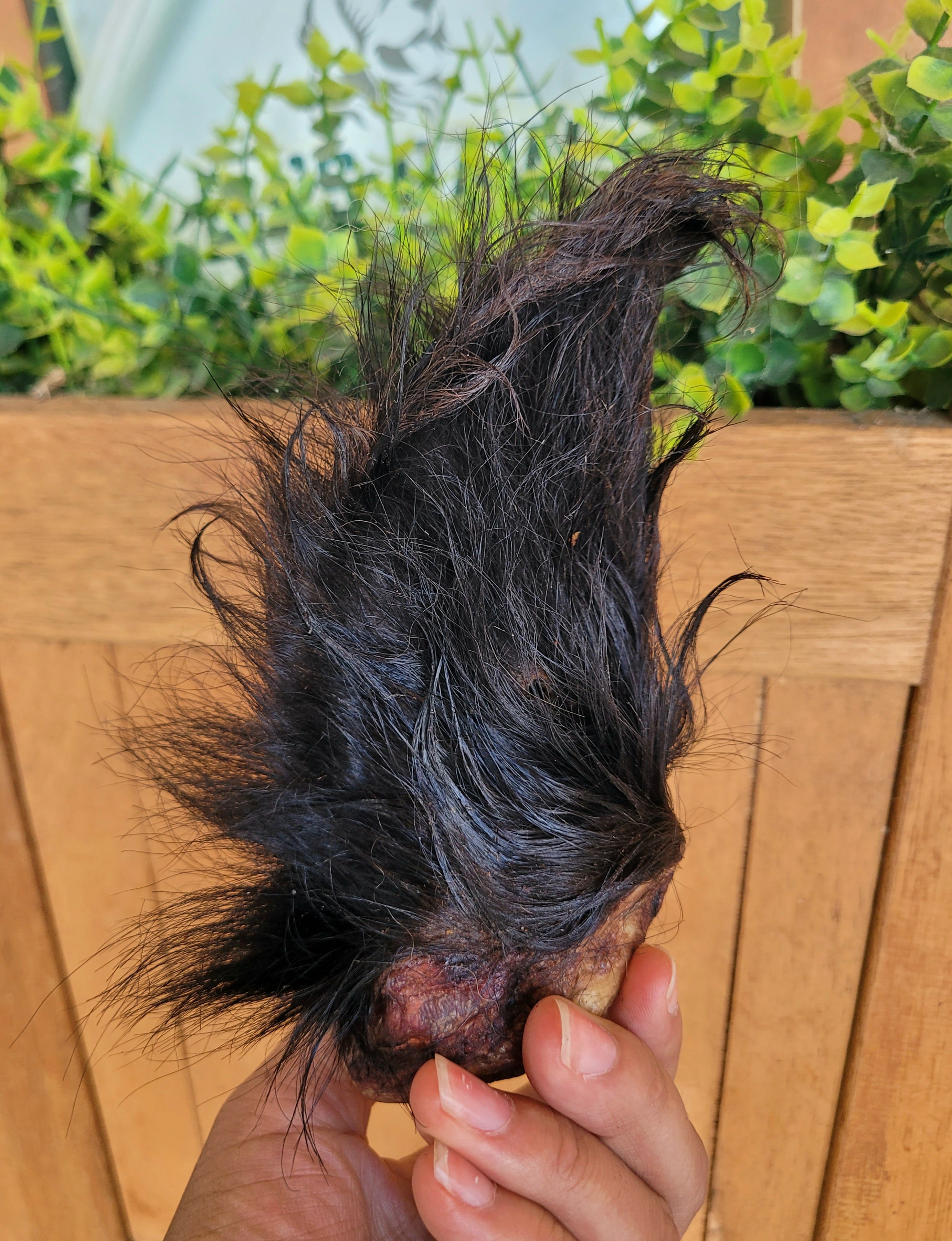 Dehydrated Bison Ears