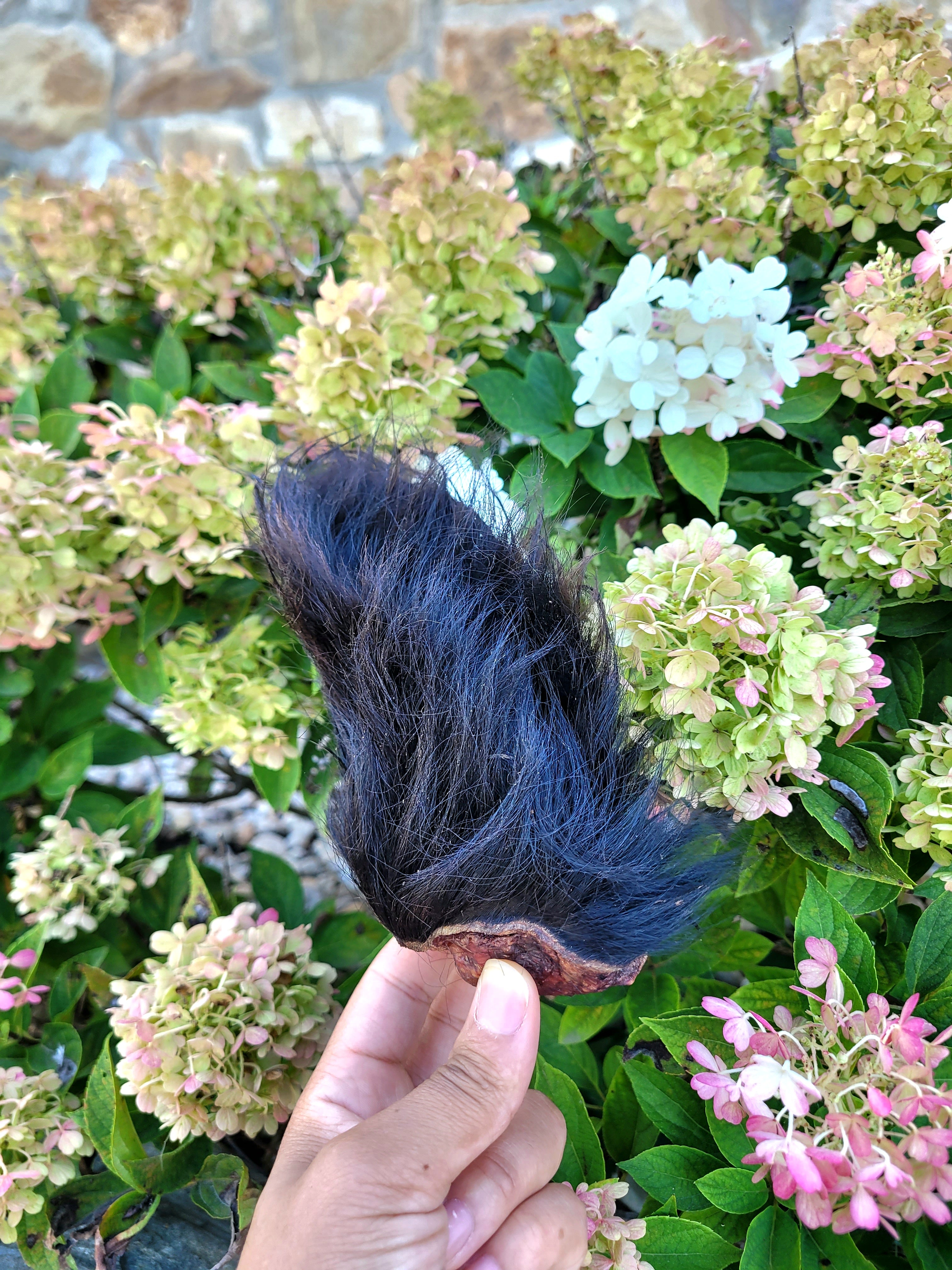 Dehydrated Bison Ears