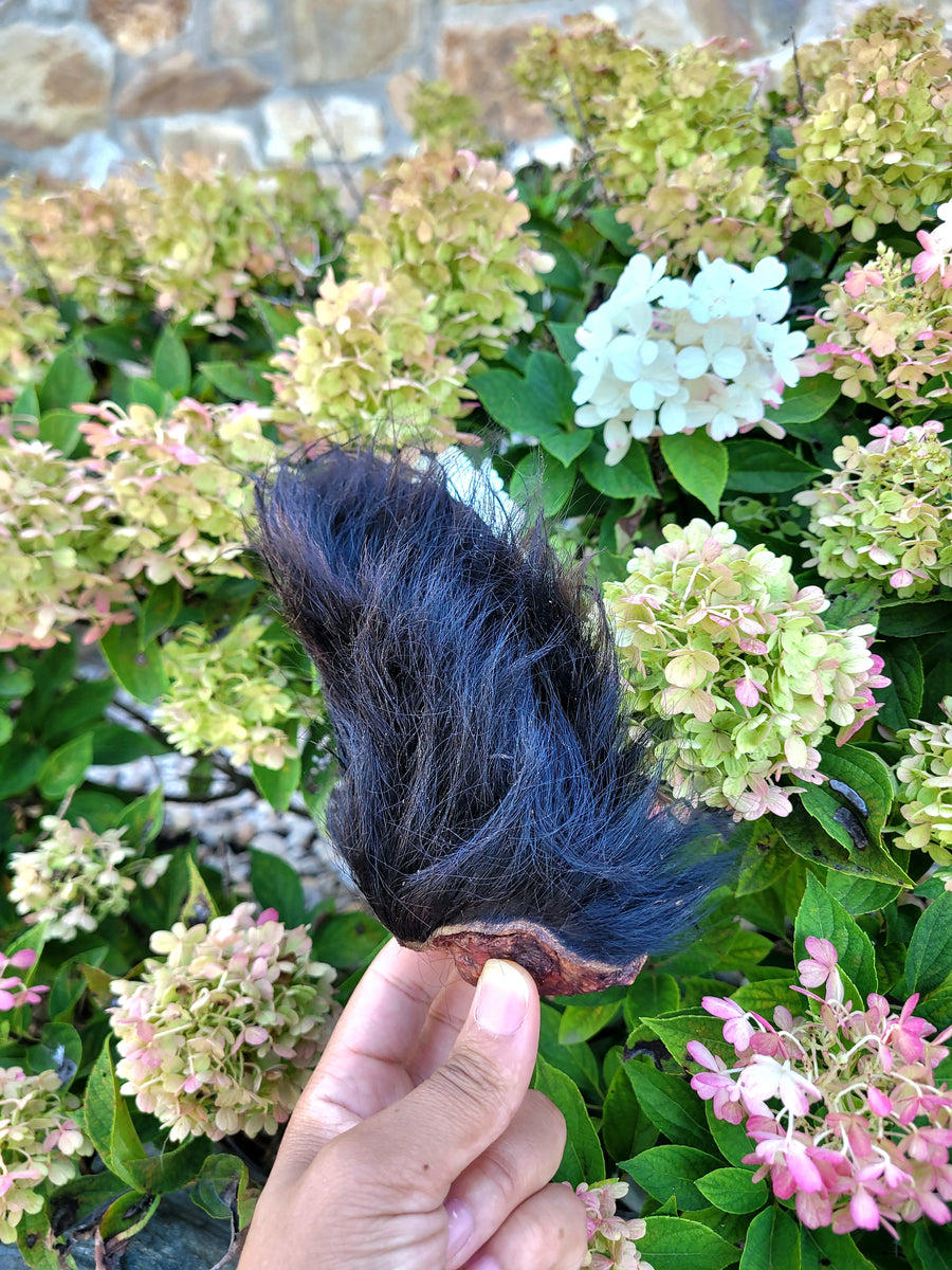 Dehydrated Bison Ears