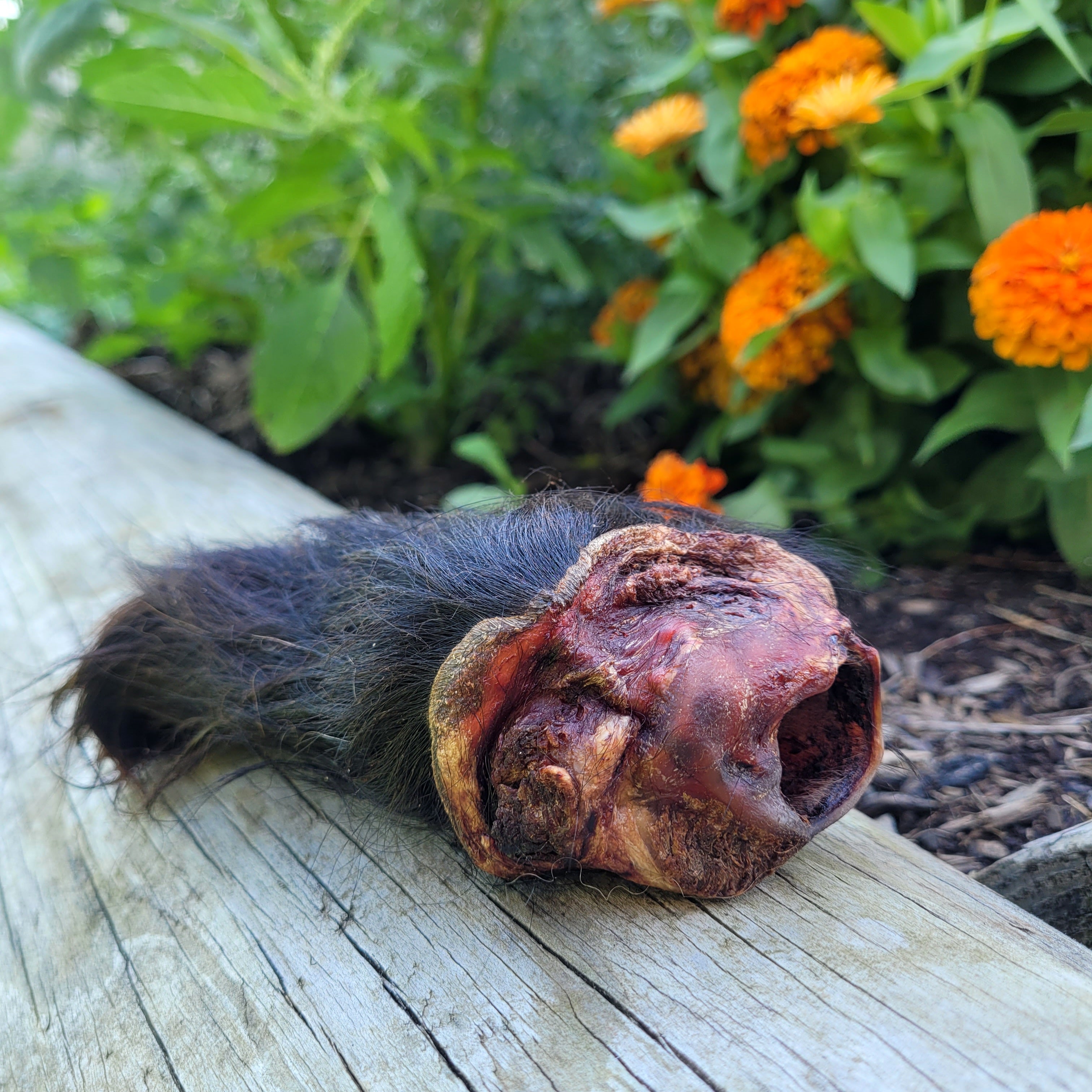 Dehydrated Bison Ears