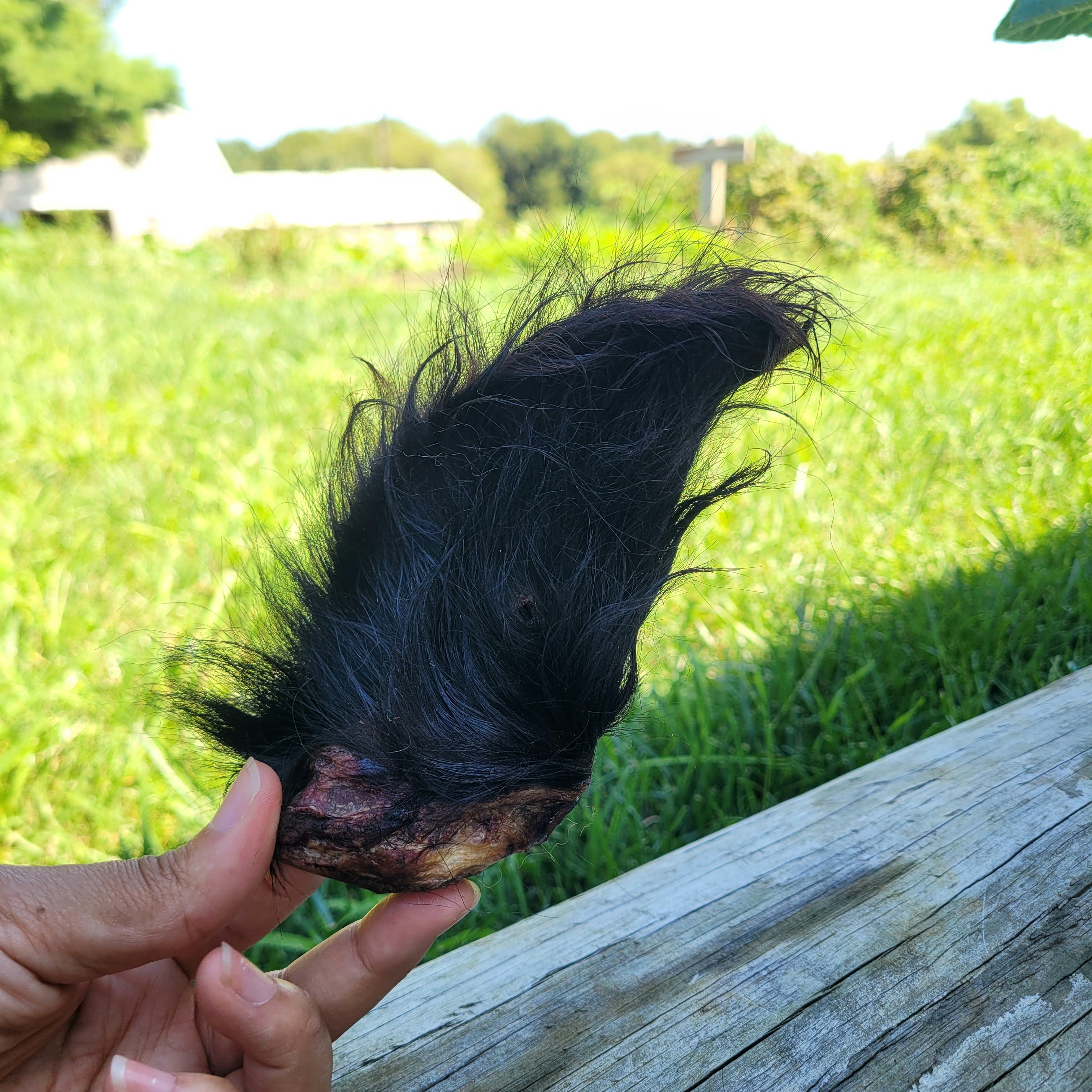 Dehydrated Bison Ears