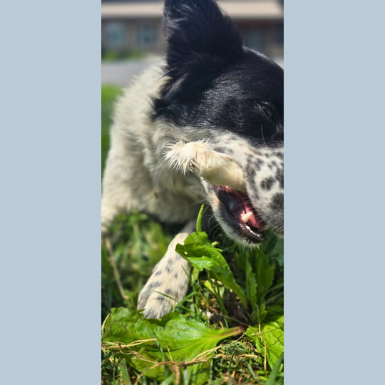 Dehydrated Rabbit Feet