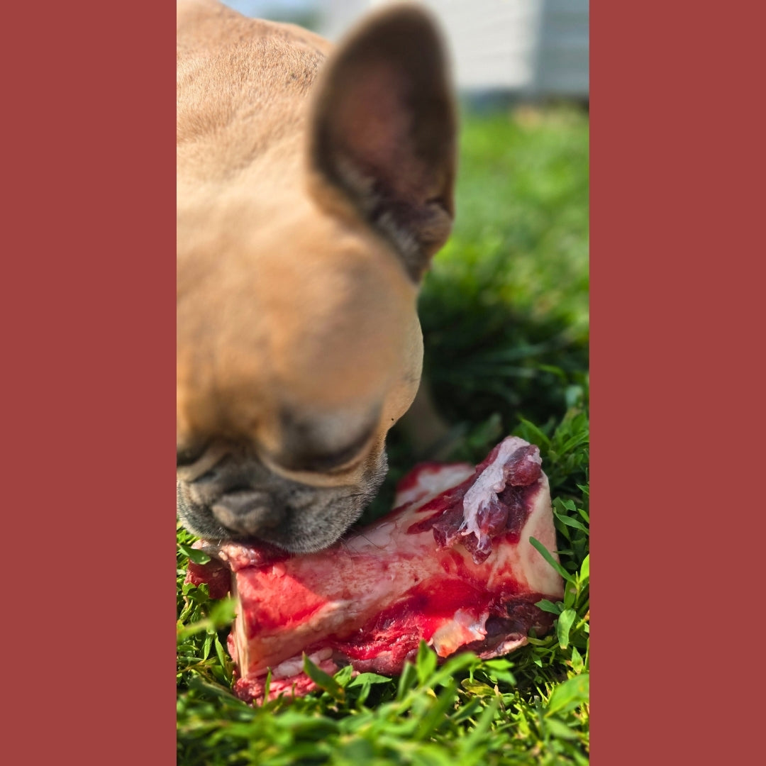 Beef Marrow Bone