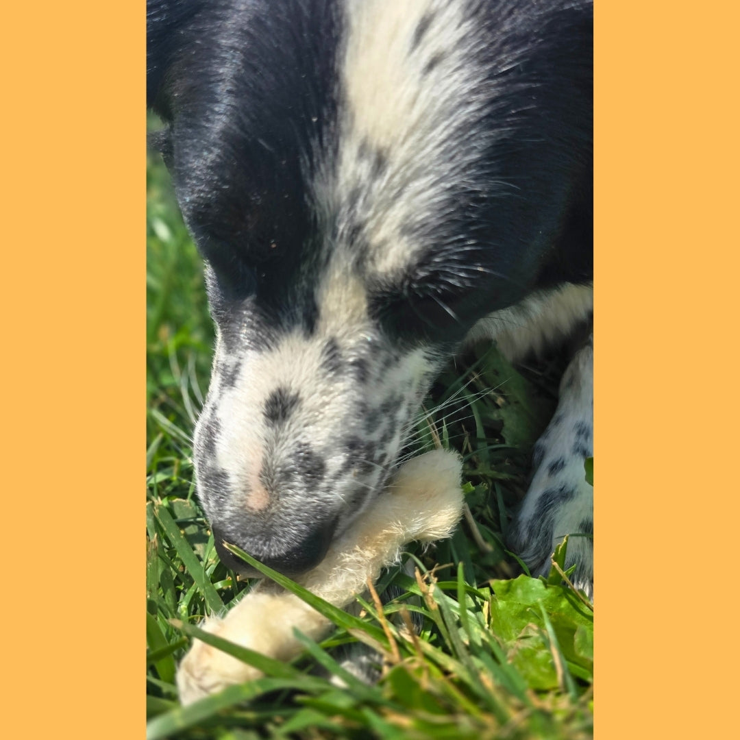 Dehydrated Rabbit Feet