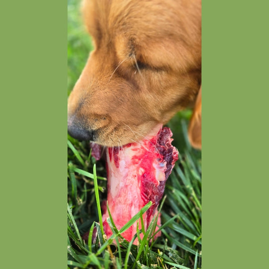 Beef Marrow Bone