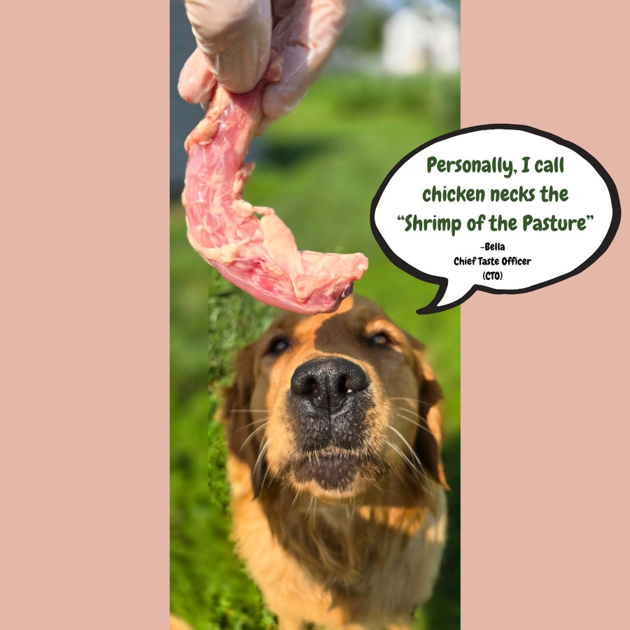 Eat Raw What Will Happen If A Dog Eats A Chicken Bone What Happens