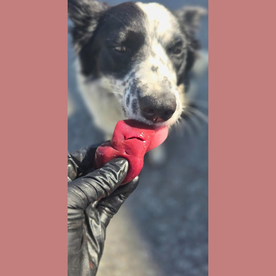 Beef Kidney  (Whole)