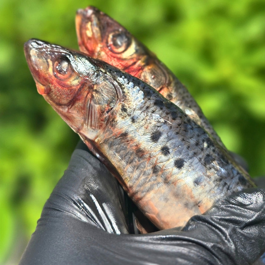 Sardines