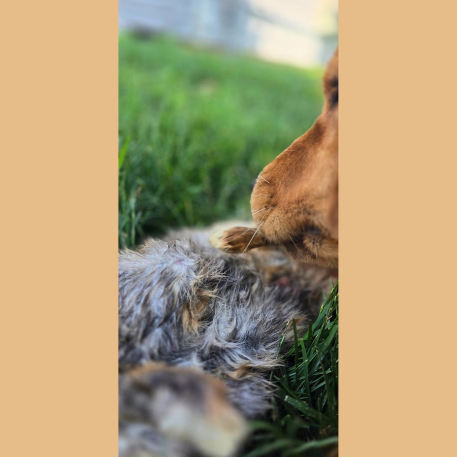 Whole Rabbit