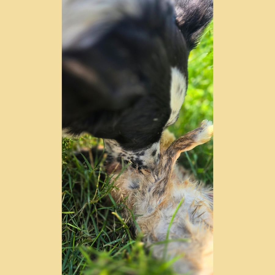 Whole Rabbit
