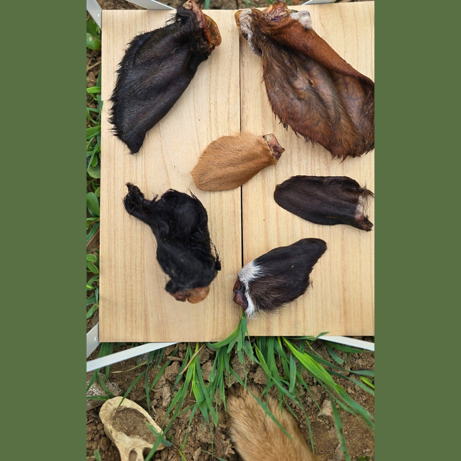 Dehydrated Cow Ears