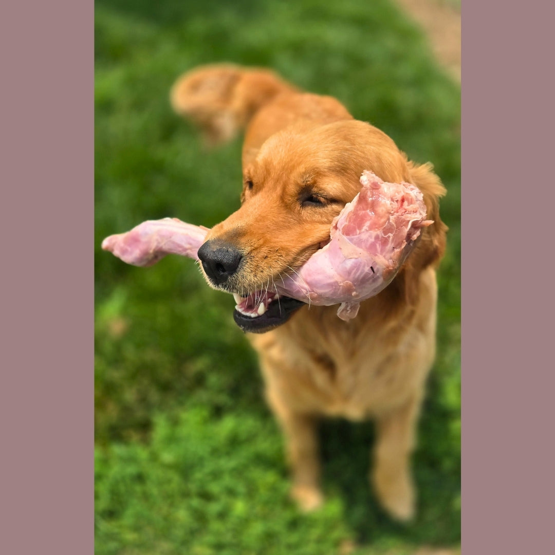 Turkey Necks