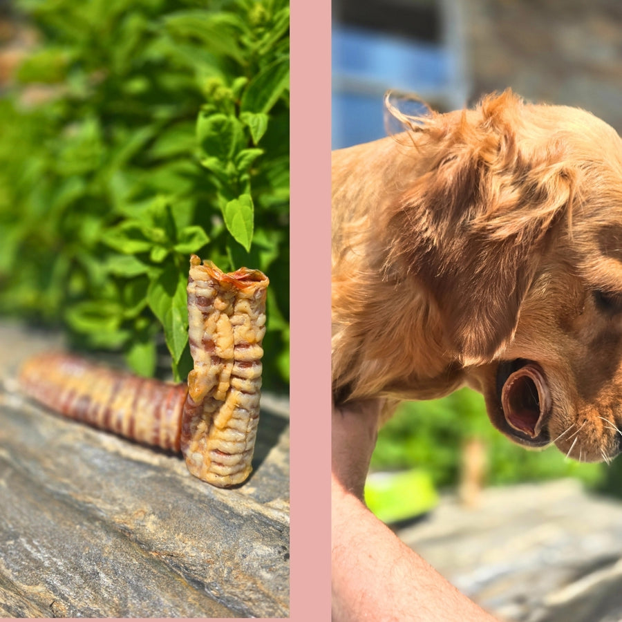 Dried Beef Trachea