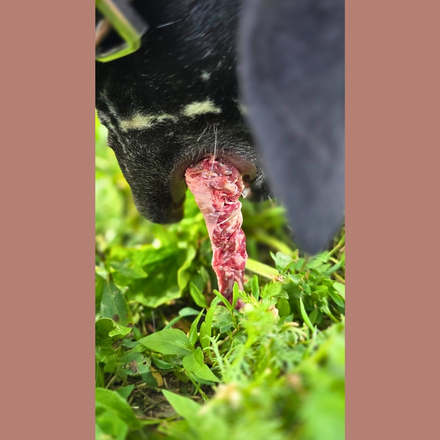 Beef Rib Bones