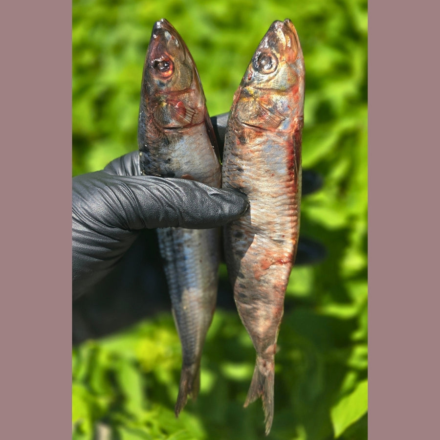 Sardines