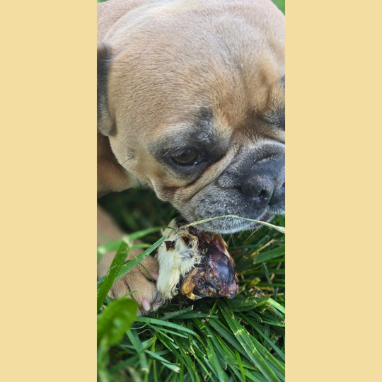 Dehydrated Rabbit Heads