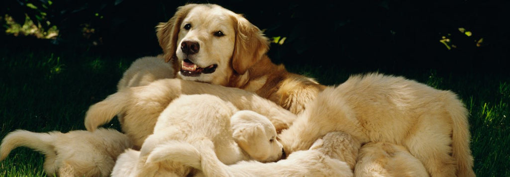 Pet Food For Pregnant Dogs BJ s Raw Pet Food