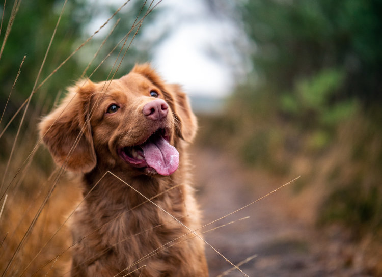 Try Our Introductory Package for Dogs!