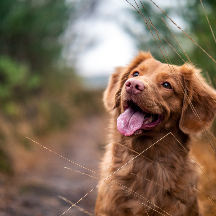 Raw Dog Food. For Cats, too.